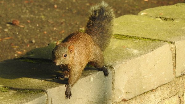 陽明山趴趴走 #琉璃光雲海 ，首拍 #綠鳩 4/272770730