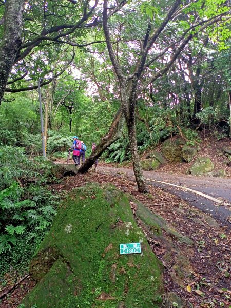 山清水麗的陽明山國家公園 (天母→猴洞→半嶺→湖山→陽峰古道→大屯瀑布→青春嶺→猴崁→竹子湖黑森林)1835228