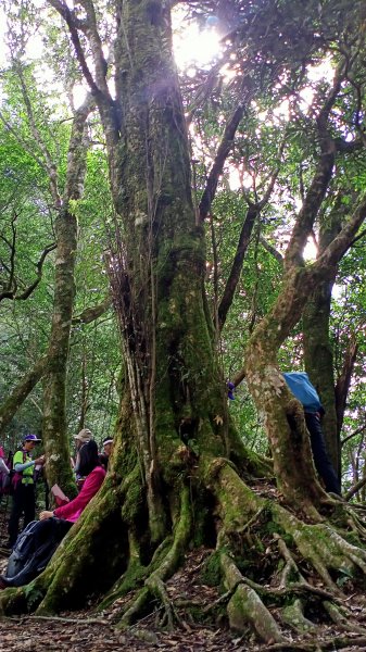 塔曼山：新北市第一高峰之樹的國度1860910