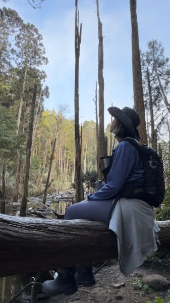 留龍頭-嶺頭山-金柑樹山-忘憂森林（2025必去）2720356