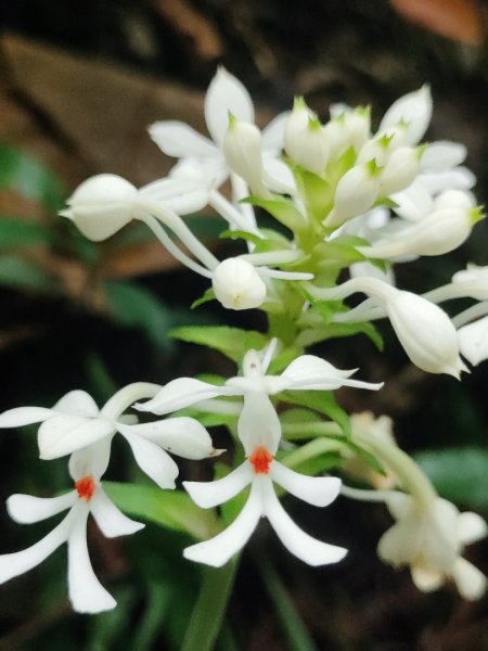 微笑山線鳶山山系2844424