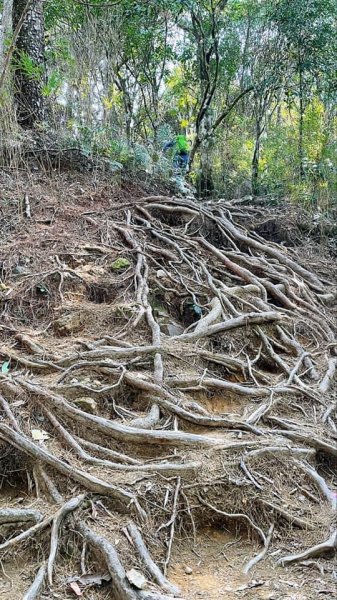 2021 新竹尖石_高台山連走島田山(高島P型縱走)1562726