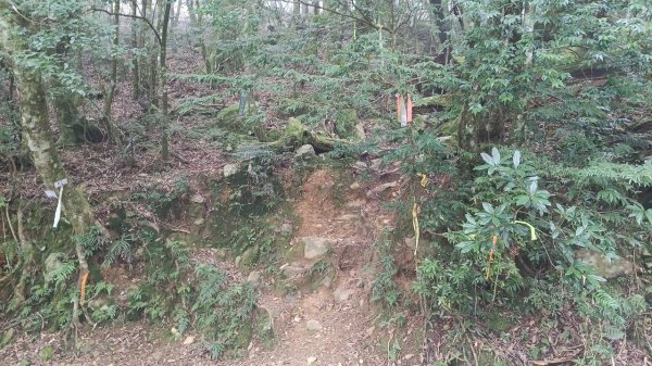 20251010 大雪山國家森林遊樂區 - 船型山林道 登 烏石坑山2911127