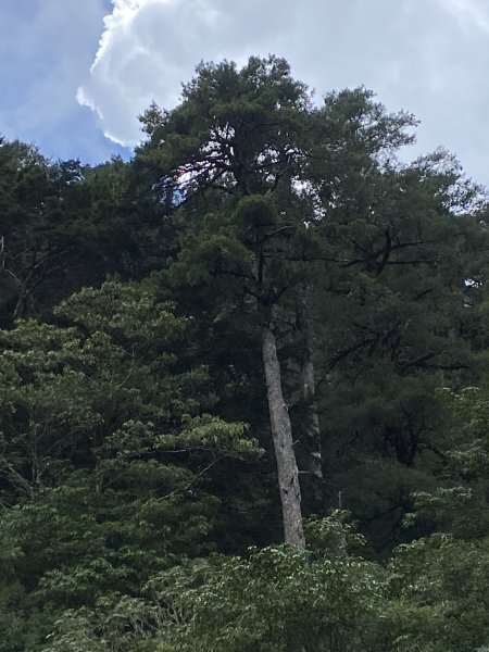 大雪山小雪山馬鞍山3061088