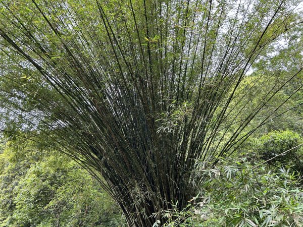 福山植物園3053392