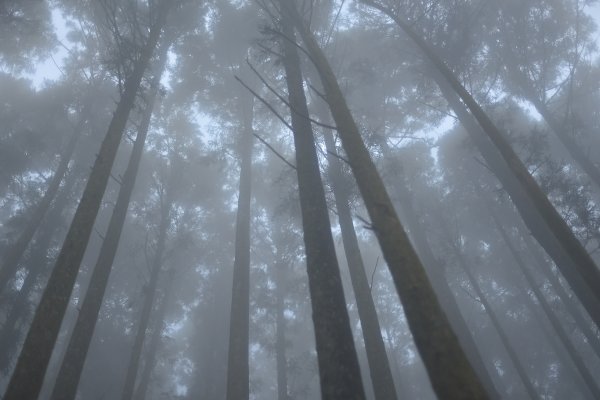 向天湖山步道 (大 O：含三角湖山、光天高山)2664937