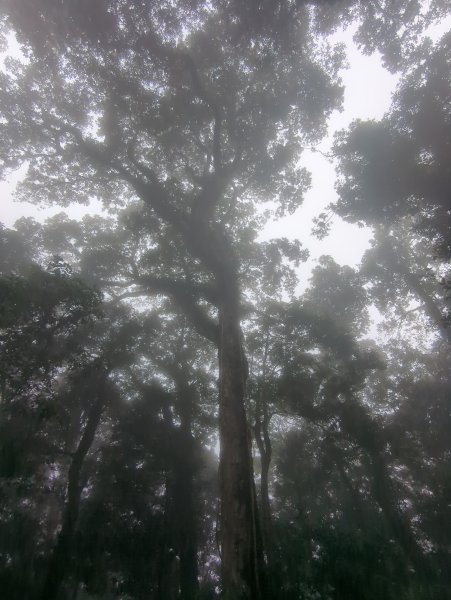 2025.07.13－漫步於森林中：鵝公髻山2835443