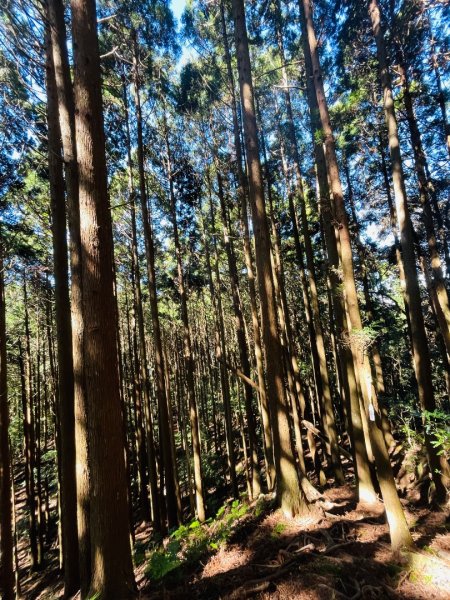 1141116油羅山2946433