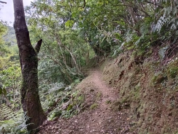 平溪區淡蘭山徑-平湖西步道+內平林山+東步道O型2769913