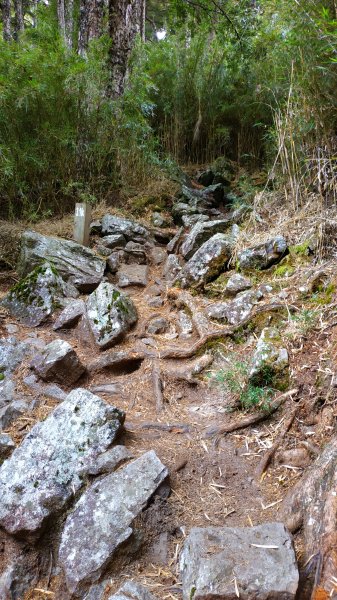 武陵四秀成兩袖(一秀加一宿)1142479