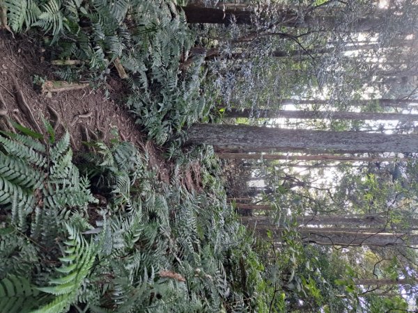 新竹十八尖山，飛鳳山，觀日坪，五指山，鵝公髻山步道3132038