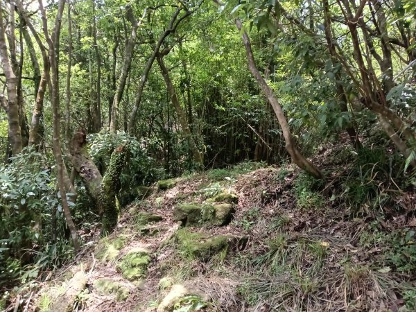 雙溪區大埤遺址東林寺+大埤古道+572峰去回2784177