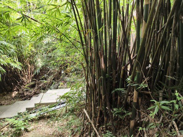 [百山百鳥尋旅-15/15] 2025_0929 硬漢嶺步道(觀音山)2900993