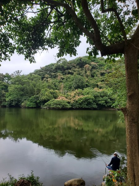 蓮華山古道群，飛龍步道，五分埔山，採茶古道，飛龍池，載熙古道O走