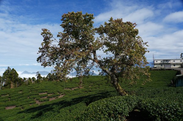 南投 鹿谷 龍鳳山、龍鳳峽山、三叉崙山、水桶寮山、內樹皮山、羊頭崙山、志騰山、竹崙山、溪頭山2962310