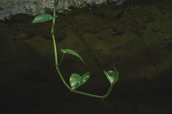 劍潭山 老地方2669522