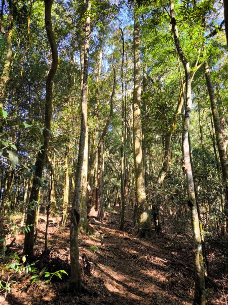 2025-12-21 武界山、獅凸魯山、橫屏山、橫屏山西峰2969686