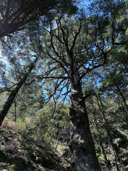 小奇萊步道2777616