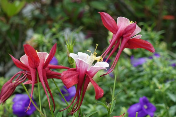 內雙溪自然中心藥用植物園1287958