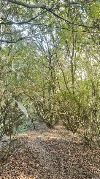 馬武霸下武陵2962380