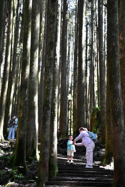 20251011追公車搭公車阿里山漫遊2910921