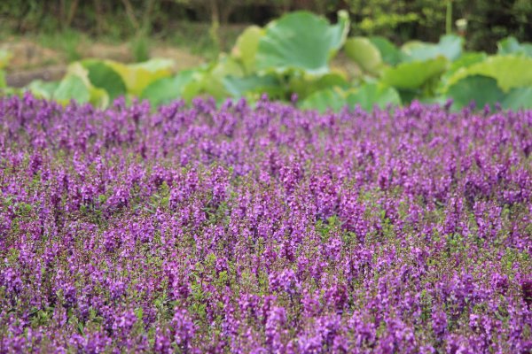 【新聞】天使降臨白石湖同心池 捎來幸福的問候