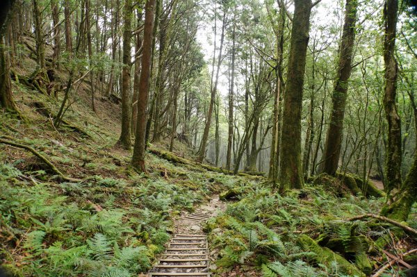 台中 和平 南松鶴山、八仙山、東松鶴山2877987