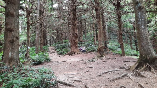 《台中》避暑兼消暑｜香杉林長壽山O繞林道202207191768357