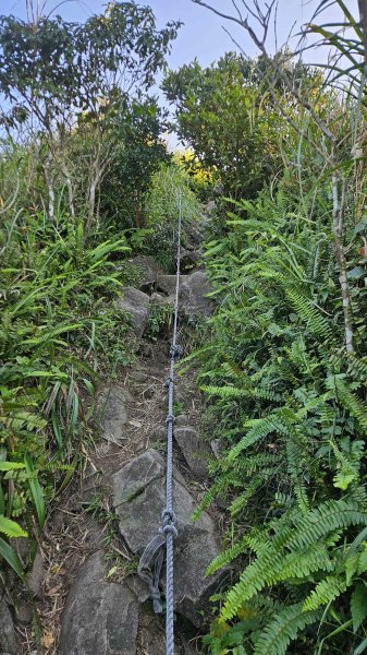 20260115基隆山主東峰2982658