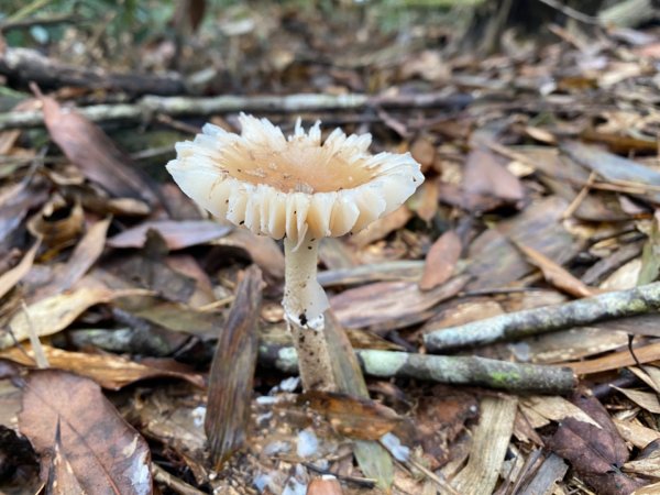 水社大山水晶蘭大爆發881611