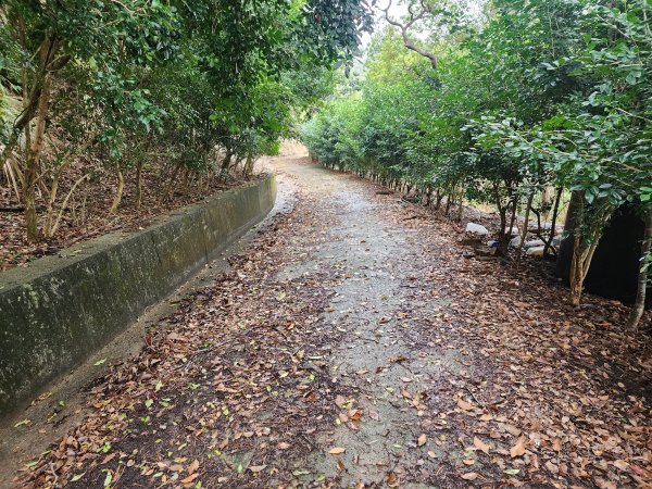 20260301濫坑山與鹿廚坑山3027263