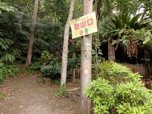 關西鎮太元宮-赤柯山-赤柯山南峰-東獅頭山-西獅頭山-東獅頭山8字走3022856