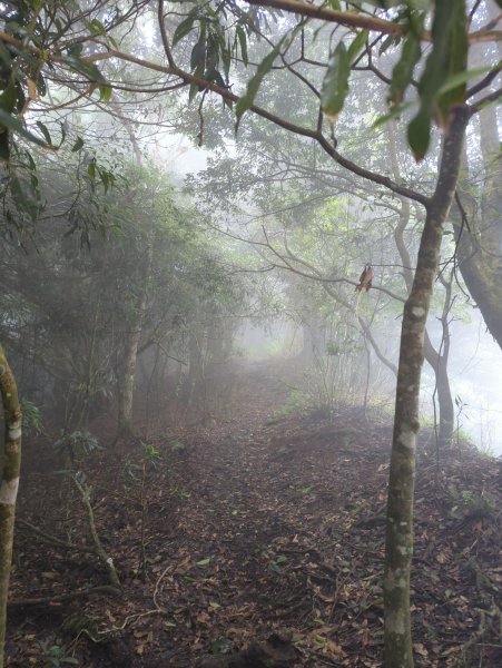 2025.07.13－漫步於森林中：鵝公髻山2835448