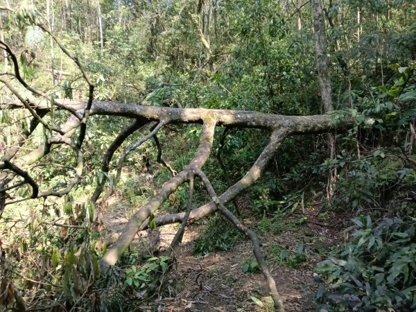 崩山坑古道+東柑腳山+後寮仔嶺+後寮子古道+後寮仔保甲路O型2750938