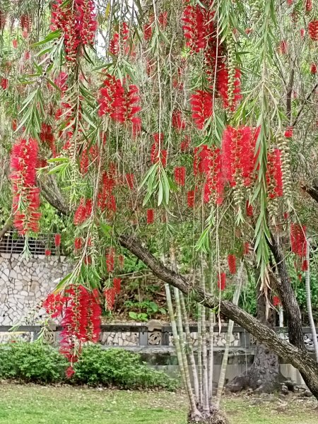 人文薈萃的北投公園、圖書館、溫泉博物館1321985