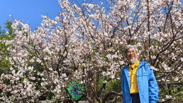 #中山樓 #陽明公園 #十八份 #墨染櫻 #吉野櫻 #唐棉 #小實女貞 #大紅蛺蝶 #夕陽 3/13017013