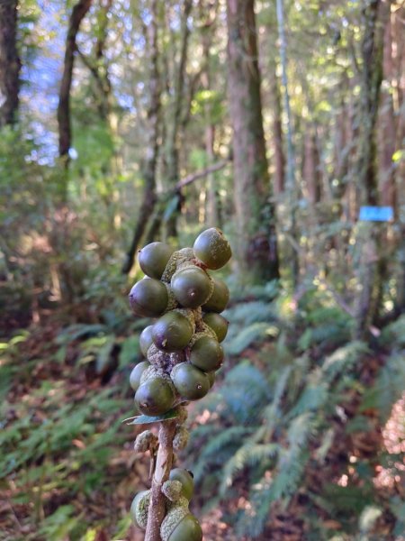 溪頭~金柑樹山/嶺頭山/忘憂森林O形走（沿路竟是耶穌光）1884183