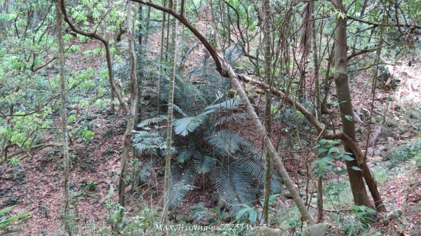 《南投》峰峰相連｜草屯九九峰森林步道O型202509062879318