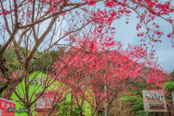 神仙谷瀑布的櫻花封面