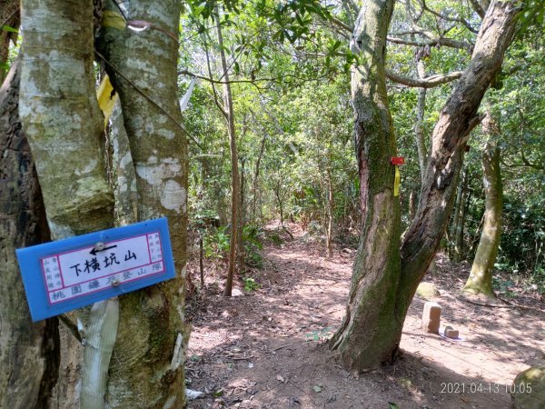 [新竹芎林]飛鳳山~芎蕉窩山...大板根1348053