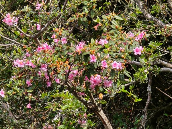 終於看到1000元背面的山景登頂玉山北峰／前峰2495821