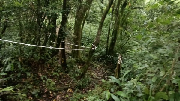 雙溪區豎旗山北稜線-豎旗山-豎旗山南峰-烏山尖-鄒家古厝-保成坑口站O型3071255