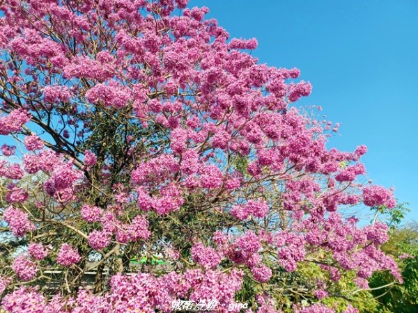 【苗栗獅潭】天晴賞花趣。 協雲宮櫻花步道x獅潭鄉神秘小徑x獅潭義民廟x銅鑼炮仗花海公園2999170