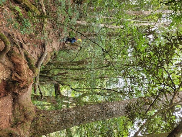 霞喀羅古道全段順登石鹿大山1291721