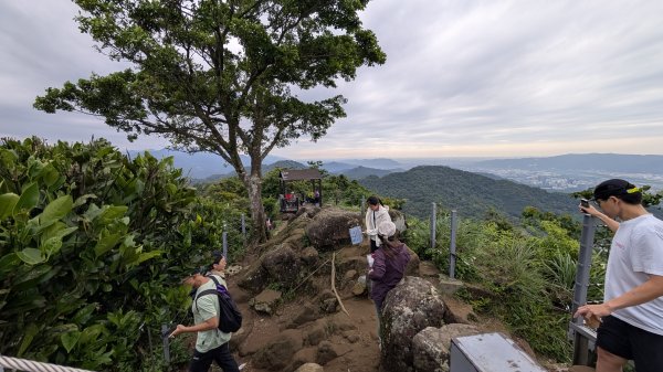 115.05.01天上山-桐花公園之旅3052132