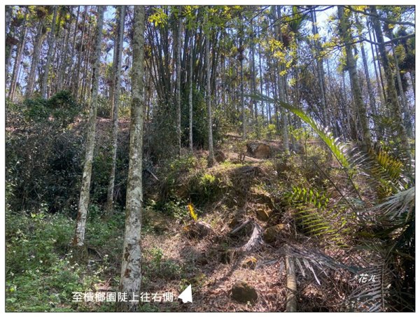 龜子坑山 (南投、魚池)2755649