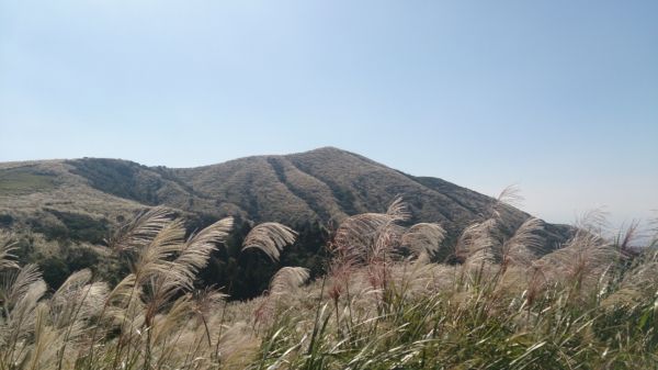 擎天崗賞芒花