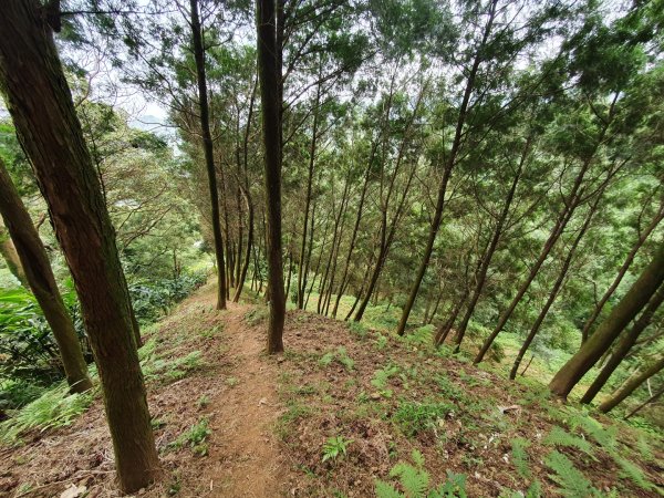 土城天上山，大暖尖山，猴洞，清水石門山，桐花公園，賞螢步道，承天禪寺，桃園福源山1645595