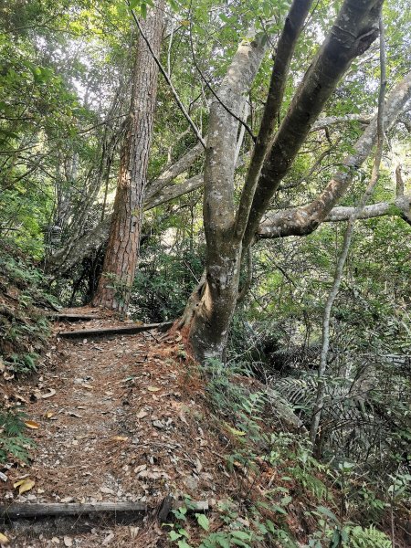 德芙蘭生態步道-綠蔭遮陽，涼風徐徐避暑道1049629