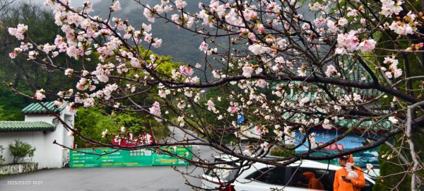 陽明山趴趴走 - 賞櫻花 3/72729249